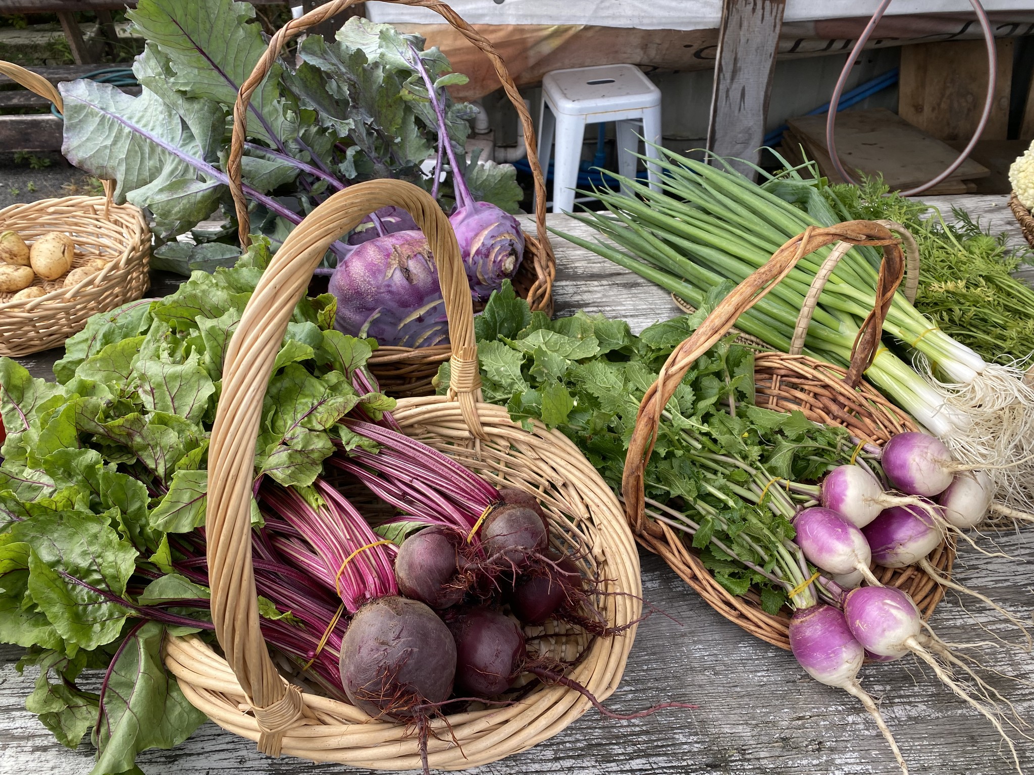 what-is-edible-canterbury